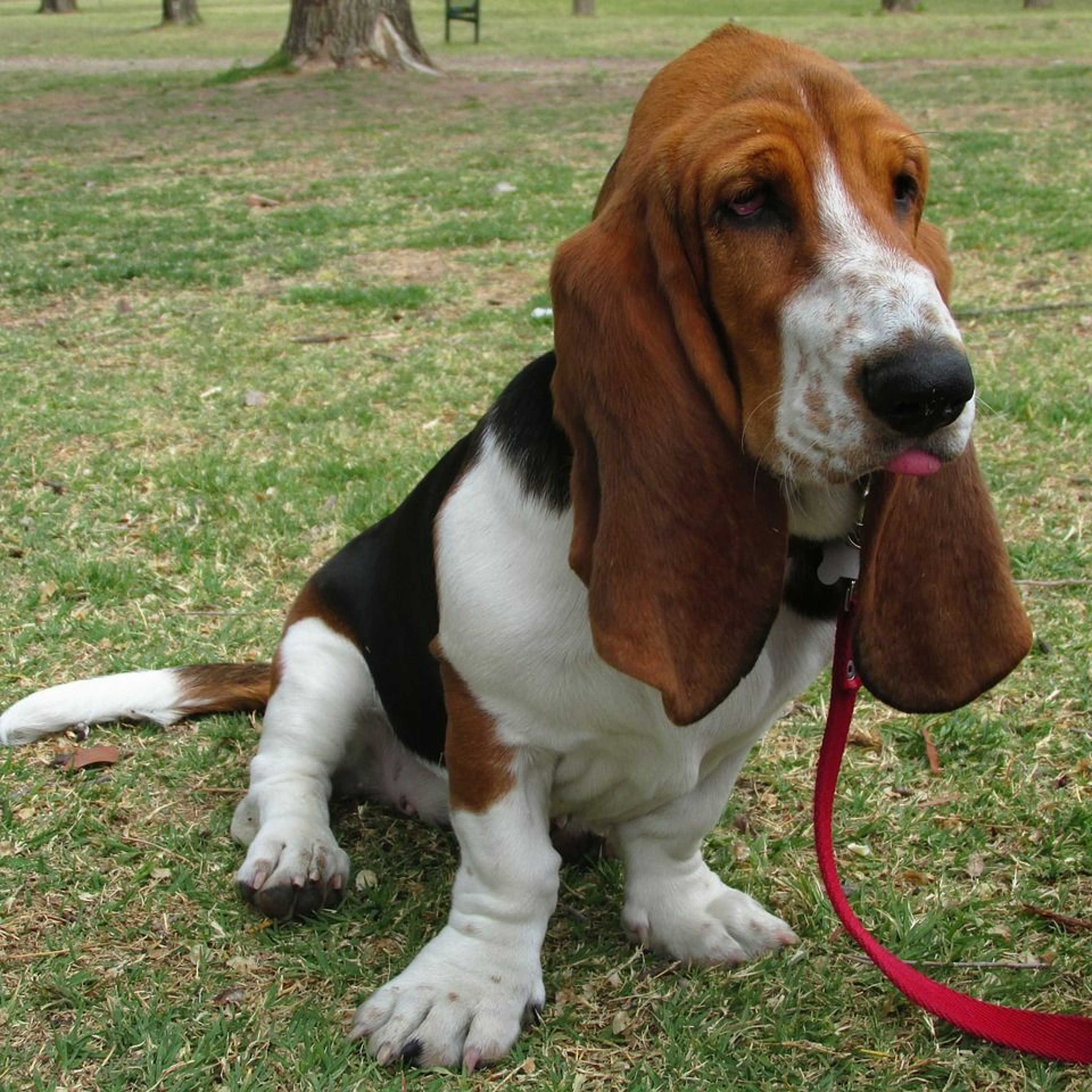How to stop a dog jumping up on surfaces and other behaviour tips