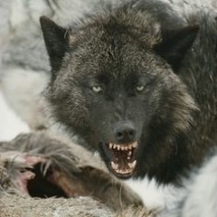 long live the new flesh