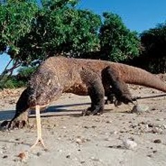 Komodo  140 bpm fudo