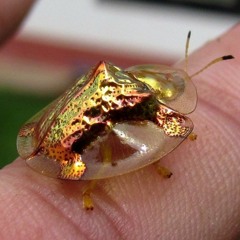 Psychic Relic Live at Studio G #1