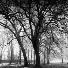 Leafless Trees by David Laganella - I. Unyielding