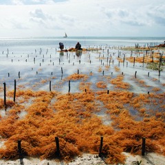 Is a Seaweed Boom a Boon?