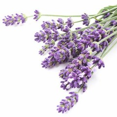 Лаванда - Красотка  баре