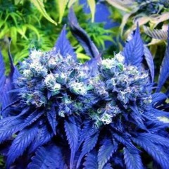 NES MARLEY X TAZ - 70 Thouwow