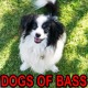 on Dogs Of Bass