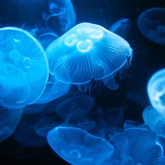 Prince Yanun - Aurelia