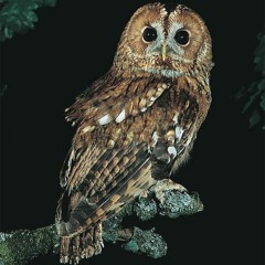 Allocco (Strix aluco), canto notturno - Tawny owl, night song - Monti Simbruini
