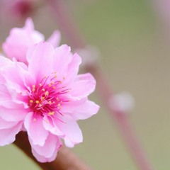 _translaytuh | Blooming of Rainy Night Flowers SMITTIFIED 6.9.16