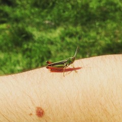 Artesano del arte insano - Rafael Lechowski (Cover)