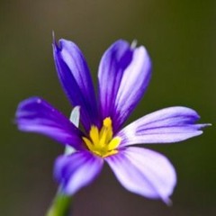 Venus -  Sleeping At Last