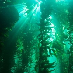 [Original] [Spongetale] Kelp Forest