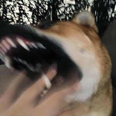 Wolvves - Gasoline (Live)