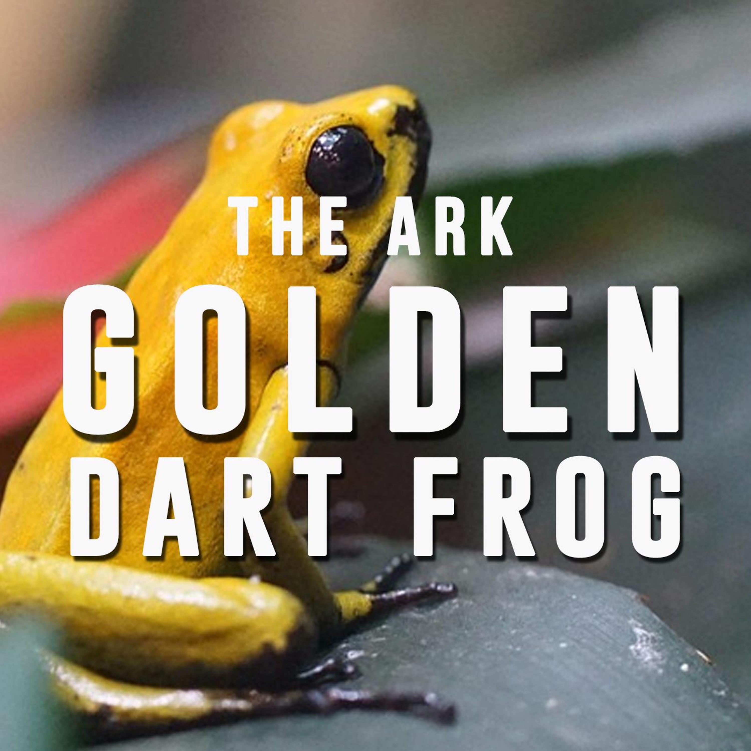 Episode 7 - Golden Dart Frog