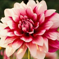 "I Come To The Garden" written by C. Austin Miles sung by Me