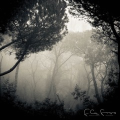Woodpecker in the Woods (Impromptu #1)