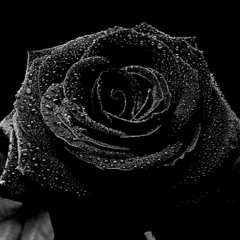 Indiana Rose - Daniel Kadawatha