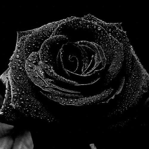 Indiana Rose - Daniel Kadawatha