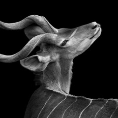 Animals postcards 4 : They do not like to be stuffed