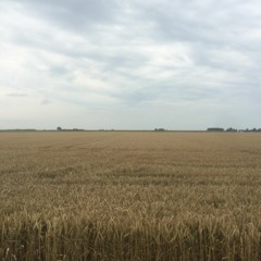 Schoon