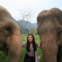 Petting The Elephant