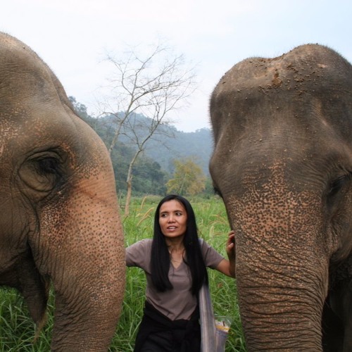 Petting The Elephant