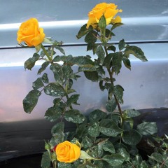 flowersonthesideoftheroad w/ sincerely, yours