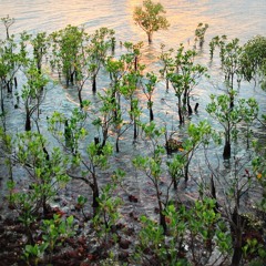 Mangroves death and the consequences for fish