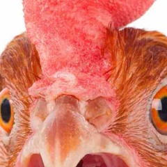 chicken salad