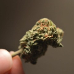 CANNABIS - DOC - OCT21