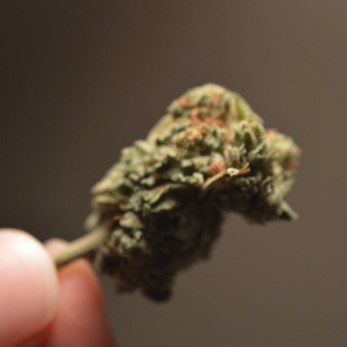 CANNABIS - DOC - OCT21