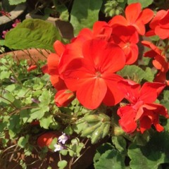 Lucy - Like A Star Cover (Unfinished)