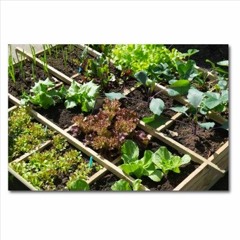 Ktigaanhs  -  SmallField, Garden