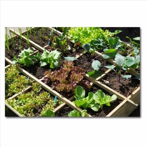 Ktigaanhs  -  SmallField, Garden