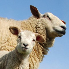 HiHaHilarius telt schaapjes