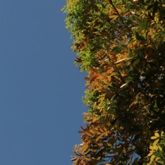 Budhi (Instrumental version + 432hz)