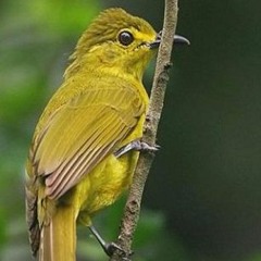 សំនៀងចាបមាស