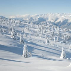 dumb idiot poststhesamenoisefartoomanytimes