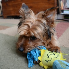 SPREADERS -Live at THE LODGE