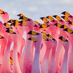 Flamingo Footwork