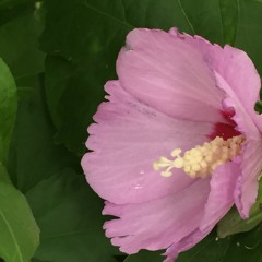 Headaches in Michigan