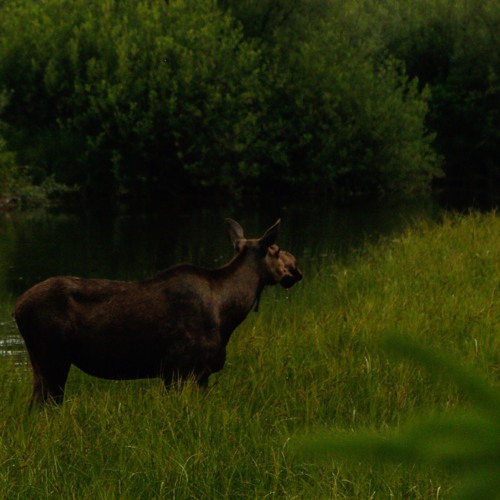 Tickle My Moose Knuckle - Heaps Left