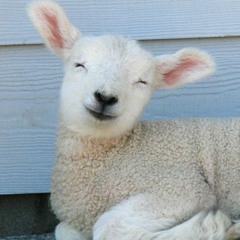 Compassion Toward Animals in Islam