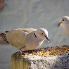 Collared dove singing