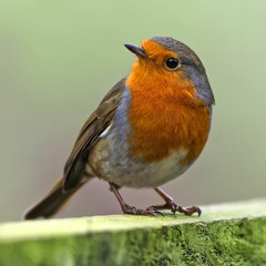 Robin singing