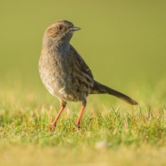 Dunnock singing