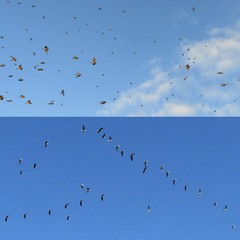 Autumn Dance (entirely bird samples)