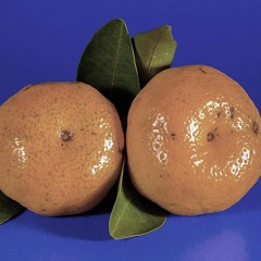 Eine Kurze Geschichte Aus Meinem Ersten Lebensjahr