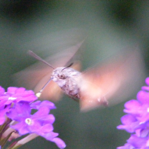 Paul Ursin - Way Out