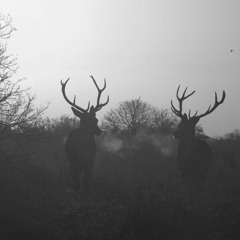 Trulyors - Deers