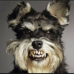 Dog Minor